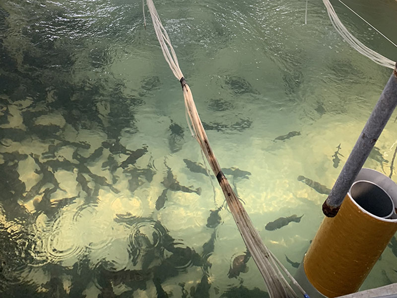 灰色水性養(yǎng)殖漆