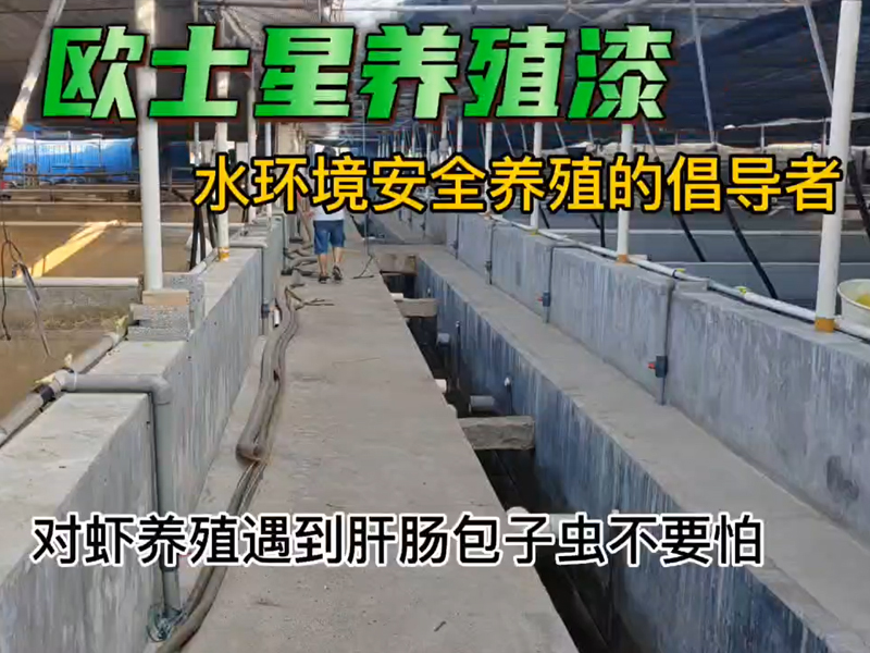 對蝦養(yǎng)殖遇到肝腸孢子蟲不要怕，歐士星有方案，刷一刷歐士星養(yǎng)殖漆，給養(yǎng)蝦成功率多一層保障